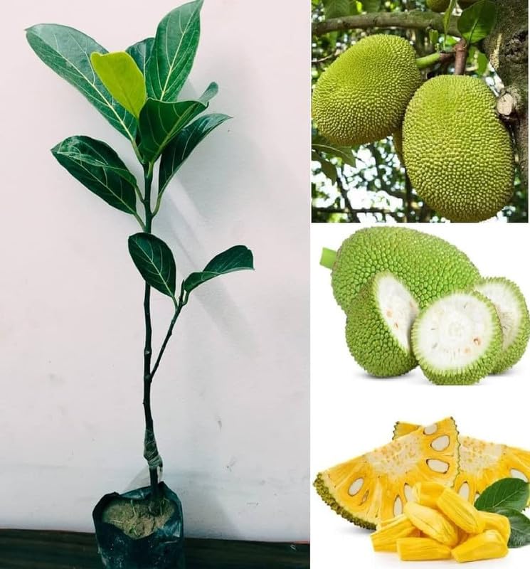 J33 Jackfruit Plants — Jackfruit sapling available at Agro Nursery Garden
